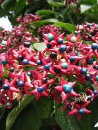 Früchte Clerodendrum trichotomum