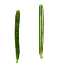 Blattrückseite von Balsam-Tanne