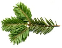 Zweig von Abies balsamea