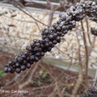 Früchte von Vitex agnus-castus