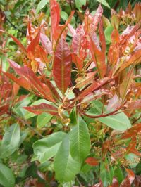 bronzefarbene Blätter im Austrieb Photinia x fraseri