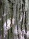 Borke von Cercidiphyllum japonicum
