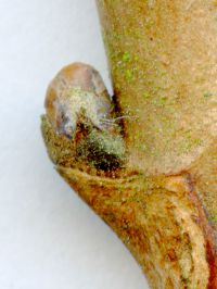 Knospe von Indische Rosskastanie / Aesculus indica