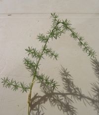 Zweig Asparagus acutifolius