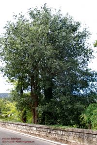 Habitus/ Gestalt / Äußere Form von Celtis australis