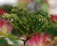 Blütenknospe von Albizia julibrissin