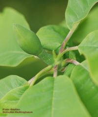 Blütenknospe und neue vegetative Endknospe Magnolia obovata