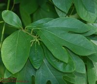 Sproßspitze mit verschiedenen Blattformen Sassafras albidum