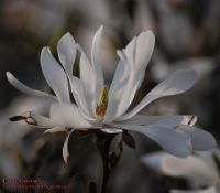 Blüten von Magnolia stellata