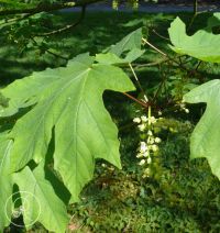 Blüten von Acer macrophyllum
