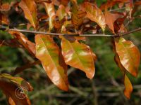 Herbstfärbung von Schindel-Eiche