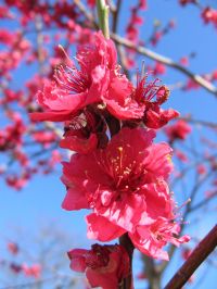 Blüten von P. persica 'Kurowaka-yaguchi' Prunus persica