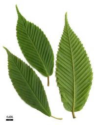 Blätter Acer carpinifolium