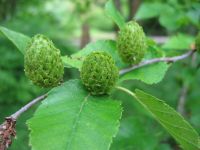 Früchte von Betula alleghaniensis