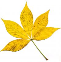 Herbstfärbung von Ohio-Rosskastanie
