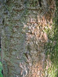Rinde von Ohio-Rosskastanie / Aesculus glabra