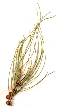 Zweig von Casuarina stricta