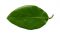 Blatt von Elaeagnus x ebbingei
