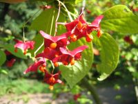 Früchte von Euonymus macropterus