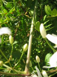Borke von Brennende Waldrebe