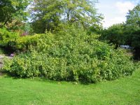 Habitus/ Gestalt / Äußere Form von Clematis viticella