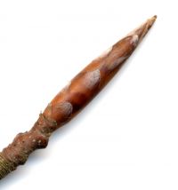 Knospe von Amerikanische Buche / Fagus grandifolia