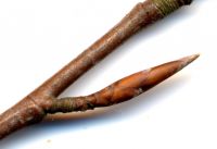 Knospe von Amerikanische Buche / Fagus grandifolia
