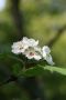 Blüten von Crataegus pinnatifida