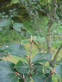 Endknospe von Fagus sylvatica 'Felderbach'