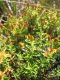 Früchte von Hypericum balearicum