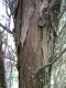 Borke von Juniperus scopulorum