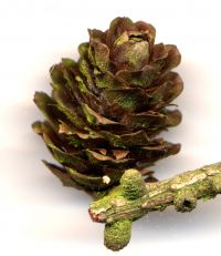 Früchte von Larix x marschlinsii