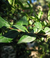 Früchte von Myrtus communis