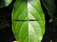 Blatt Detail Eucommia ulmoides