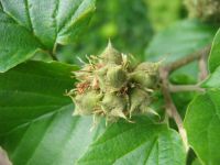 Früchte von Parrotiopsis jaquemontiana