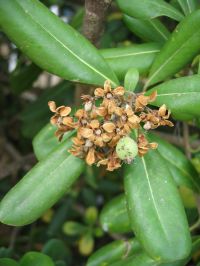 Blüten (verblüht) Pittosporum tobira