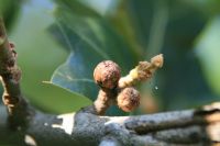 Junge Fruchtstände Quercus marilandica