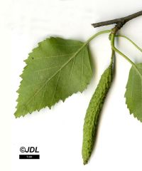 Früchte von Betula papyrifera
