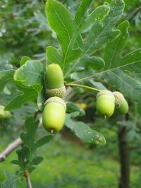 Früchte von Quercus pyrenaica