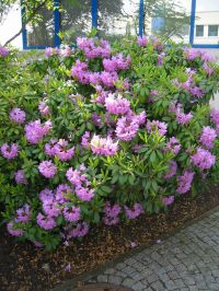 Habitus/ Gestalt / Äußere Form von Rhododendron catawbiense
