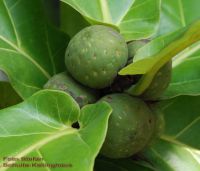 Früchte von Ficus lyrata