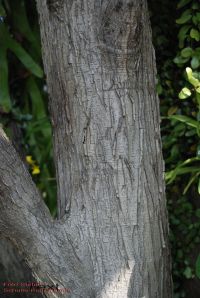 Rinde von Leier-Feige / Ficus lyrata