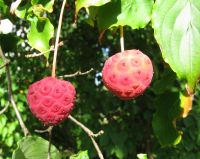 Früchte von Cornus kousa