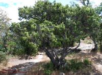 Habitus/ Gestalt / Äußere Form von Juniperus oxycedrus
