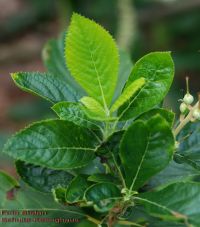 Spitze Jungtrieb Clethra alnifolia
