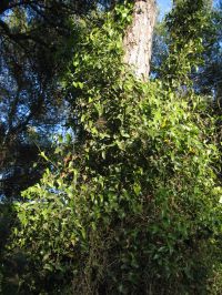 Habitus/ Gestalt / Äußere Form von Smilax aspera
