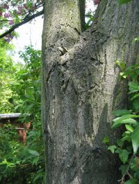Rinde von Robinia x margaretta / Robinia x margaretta 'Casque Rouge'