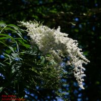 Blüten von Sorbaria sorbifolia