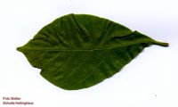 Blatt von Magnolia liliiflora Purpur-Magnolie