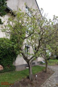 Habitus/ Gestalt / Äußere Form von Pistacia vera